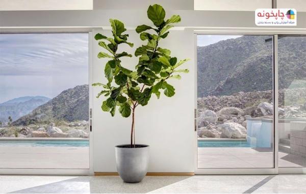 بهترین گیاهان آپارتمانی برای خرید کدام است ؟