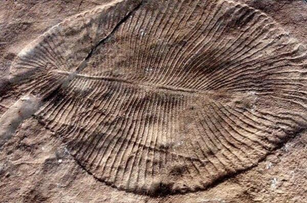 شناسایی اولین نشانه های انقراض دسته جمعی در زمین در یک فسیل